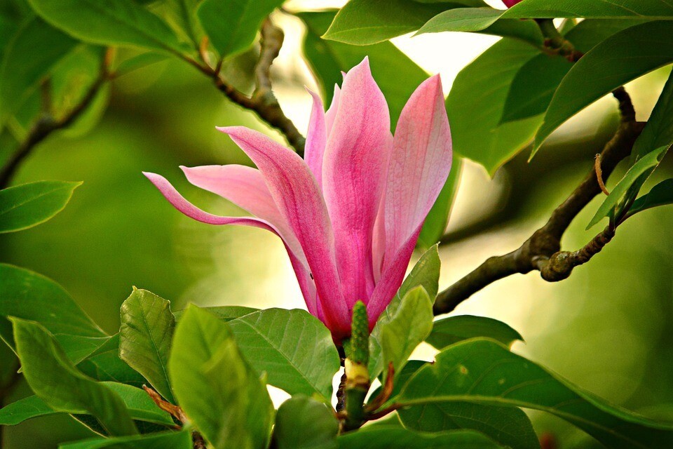 Planta natural Planta Magnolia soulangeana susan. 30-40cm.
