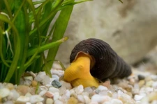 Sulawesi Rabbit Snails 2 PACK - Freshwater - Tylomelania Gemmifera