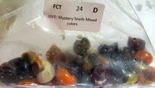 24 assorted mystery snails