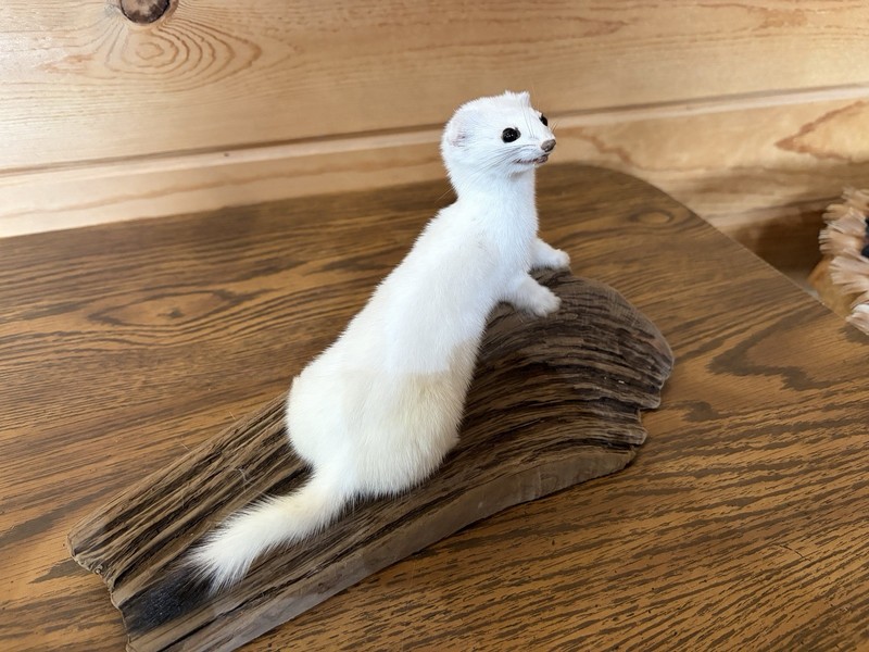 New Weasel On Driftwood Taxidermy. Man Cave Decor  12 By 6