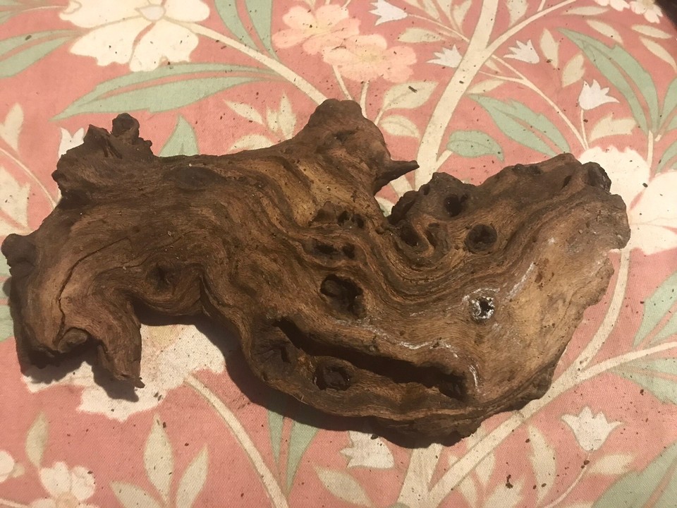 Aquarium bogwood for Fish tanks And Vivariums 8” eBay