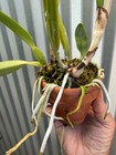 Cattleya TRIUMPHANS orchid plant IN BLOOM dowiana-rex #4 — photo 6