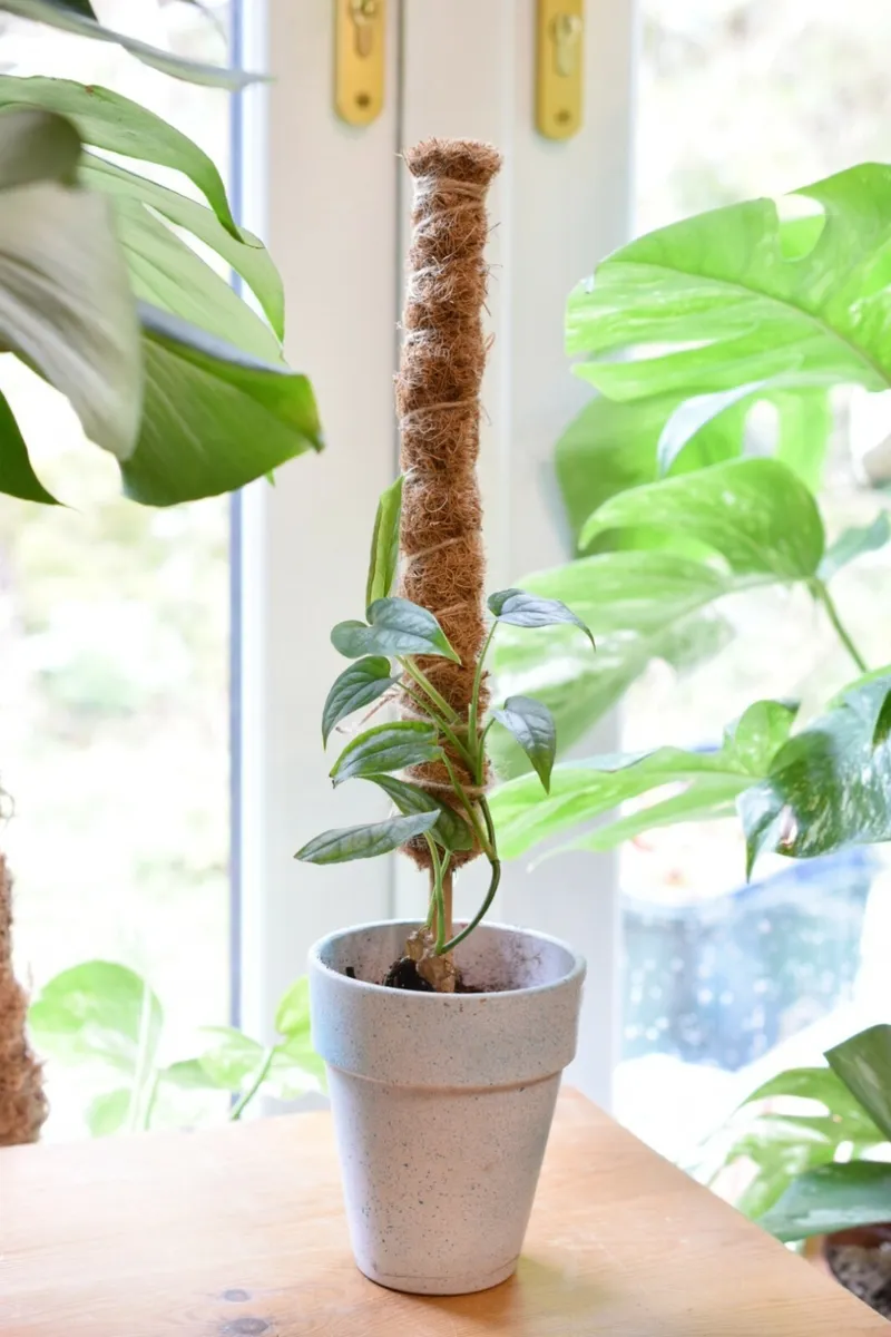40cm Coco Coir Moss Pole - Bamboo Root Support Climbing Plant Monstera Moss  Pole