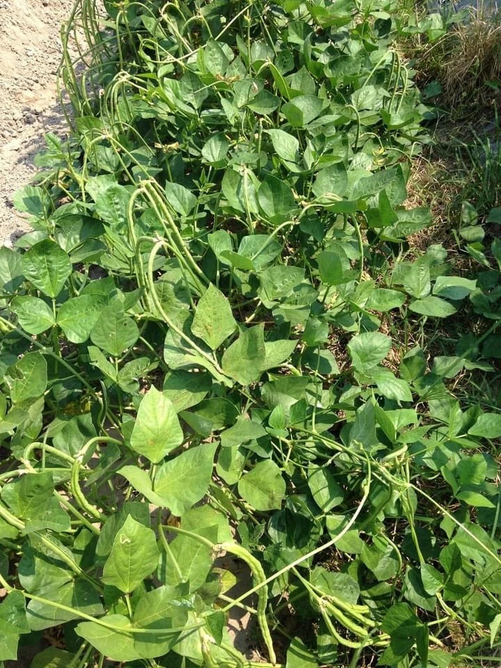 Semillas de frijol verde largo Bush | Đậu Đũa Bụi Ngọt | Sin OGM Foto 3 de 4