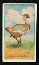 Tarjeta de cigarrillo Avutarda Wild Turkey Sniders & Abrahams animales y aves A/G 1910