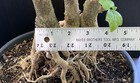 Gmelina Philippensis Parrot’s Beak bonsai Large base Three trunk planting — photo 7