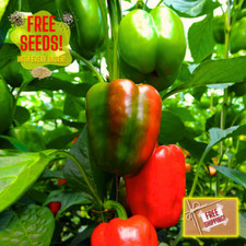 Fresh California Wonder Bell Pepper Seeds  Heirloom  Non-GMO  Vegetable Seeds