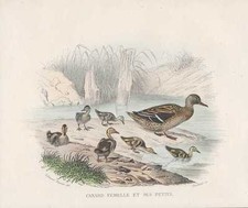 Germano Reale Anas Platyrhynchos Incisione Acciaio Di 1838 Canard Colvert Buffon
