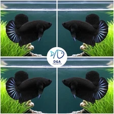 1 Male - Live Betta Fish High Quality - Betta Super Black  - USA Seller