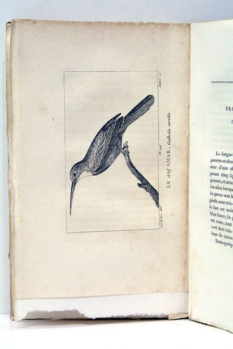 Histoire Naturelle de BUFFON mise en nouvel ordre Tome 28e Planches Paris 1826 - Picture 6 of 9