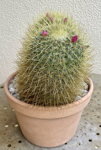 Pincushion Mammillaria Cactus in pot 12 months, H 13, W 18 CM ship bare rooted - Picture 2 of 6