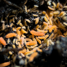 120 Orange Springtails Yuukianura aphoruroides Starter Culture Live Guarantee