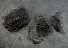 Devon 2x Chotecops ferdinandi trilobit ardesia di Hunsr&#252;ck Bundenbach T2-2