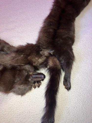 Vintage Mink Fur Stole - 4 Pelts Neck Wrap - Picture 5 of 5