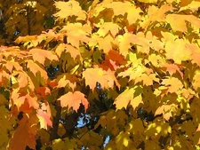 Acer saccharum SUGAR MAPLE TREE Seeds!