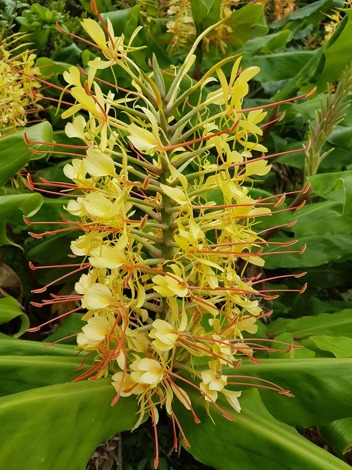HAWAIANO KAHILI AMARILLO JENGIBRE HEDYCHIUM GARDNERIANUM RAÍZ DE PLANTA 1 RAÍZ POR PAQUETE Foto 3 de 4