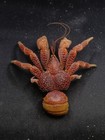 Birgus latro coconut crab sea shell taxidermy. 4.1"x5.6" Marine life #12227