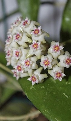 Hoya Parasitica (North Habli) Rooted Cutting!