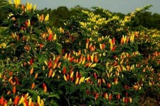 Rainbow Tabasco Hot Pepper Seeds - You can grow this pepper into a tree 