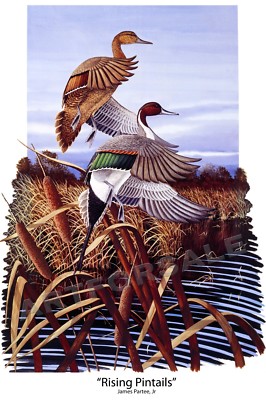 RISING PINTAILS DUCK 11x17 WATERFOWL COLORFUL PRINT by James Partee Jr ...