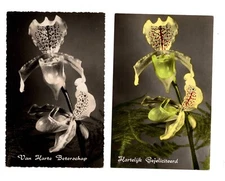 2 RPPC Orchids in Bloom Paphiopedilum B/W & Color Deckle Edged P.U. 1959 (A380)