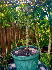 operculicarya decary iBONSAI Tree rare madagascar caudex ELEPHANT TREE