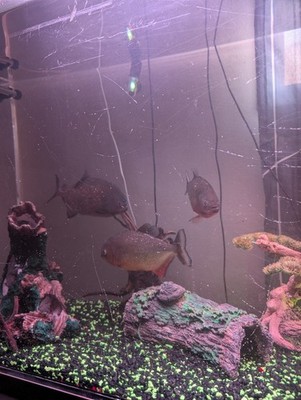 3 Red Belly Piranha's 8 To 10 Inches