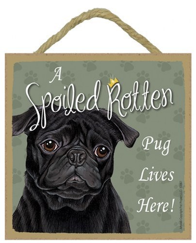 A Spoiled Rotten Pug blk Lives Here! Cute Dog Sign 5"x5" Wall Desk Gift NEW 491 - 第 1/4 張圖片