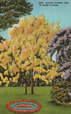 Golden Shower Tree in Sunny Florida, FL, Linen Antique Vintage Postcard e3377