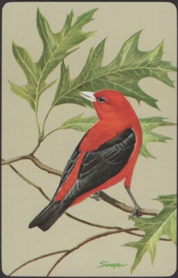 Playing Cards 1 Single Card Old Vintage Named KOOKABURRA Bird Artist Picture Playing Cards 1 Single Card Old Vintage Named KOOKABURRA Bird Artist Picture