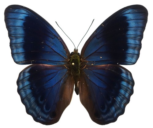 CIRROCHROA IMPERATRIX MALE FROM BIAK ISL ++RARE++ - Bild 2 von 3