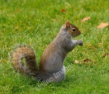 Photo 6x4 Sit up and beg Westminster A grey squirrel, in St.James's  c2011