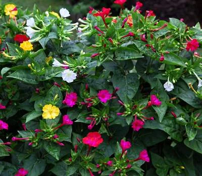 SEEDVILLE USA 75 MIXED FOUR O CLOCK aka Marvel of Peru Mirabilis Jalapa Flower Seeds