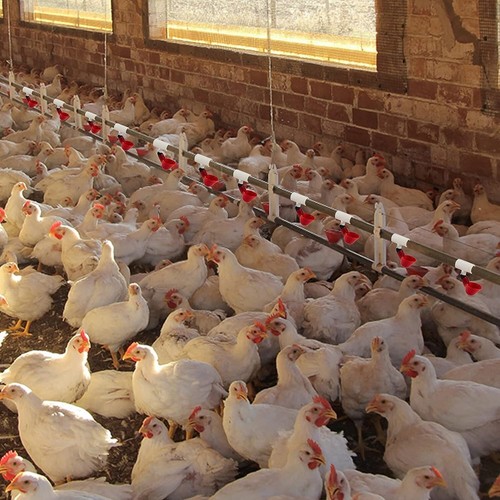 Pack Of 20 1/2" Chicken Waterer Pvc Tee Fittings Fully Automatic Poultry Waterer - Picture 6 of 6