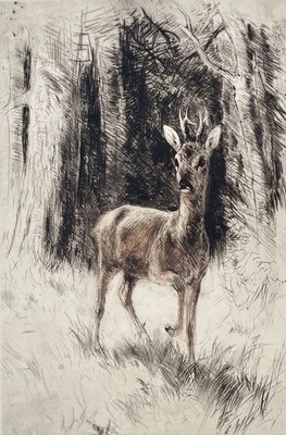 ''Rehbock'' Radierung von Kurt Meyer-Eberhardt (Hanfstaengl Nachlass)   19 x 28 cm