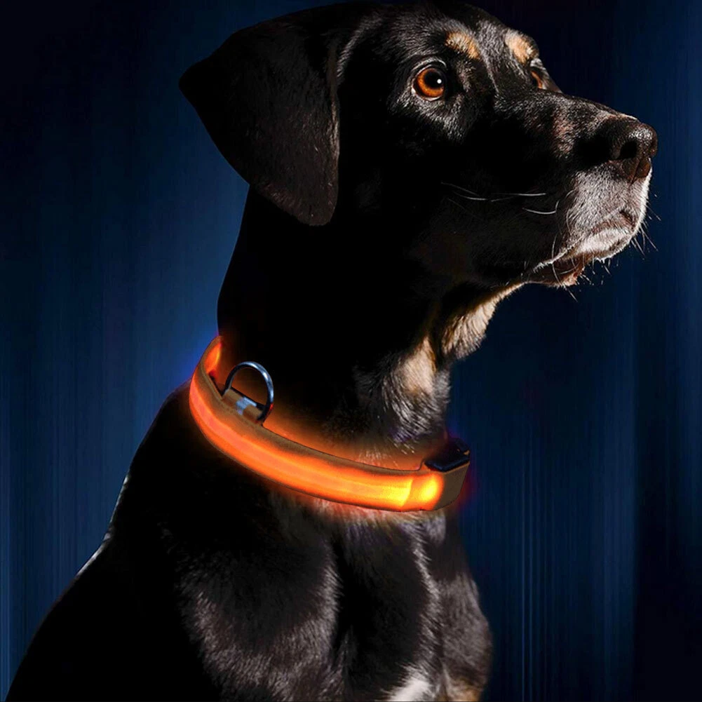 Illumiseen led usb rechargeable dog cheap collar