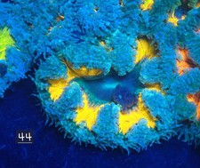 Rock Flower Anemone No 44