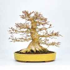 Bonsai Premium Dreispitzahorn - Acer buergerianum Shohin 25cm