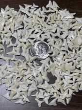 300 Modern Day White Shark Teeth Micro Mini Assorted Tiger Hammerhead Bull Lemon