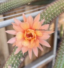 Hildewintera HUMKES ROSCHEN Rare European Hybrids Cactus Succulents