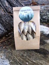 Eastern Pine Tea Bags
