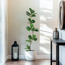 5 Ft. Artificial Fiddle Leaf Fig Tree with Black Nursery Planter, Large Floor Pl