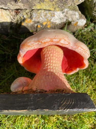 Modelo de enseñanza escolar vintage SATANS BOLETE HONGO boletus satanus taburete de sapo - Imagen 7 de 11