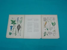Original 1881 Pflanzen Atlas Floral Botanical Chromolithograph Plates 18 & 19