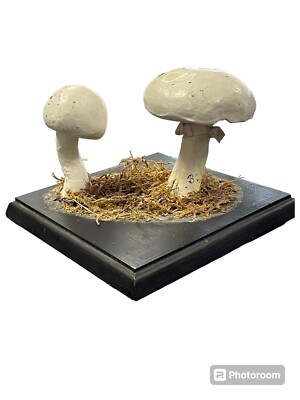 Antikes Lehrmodell Pilz Handgemalt Material ? Ca. 1900/30 Somso ?