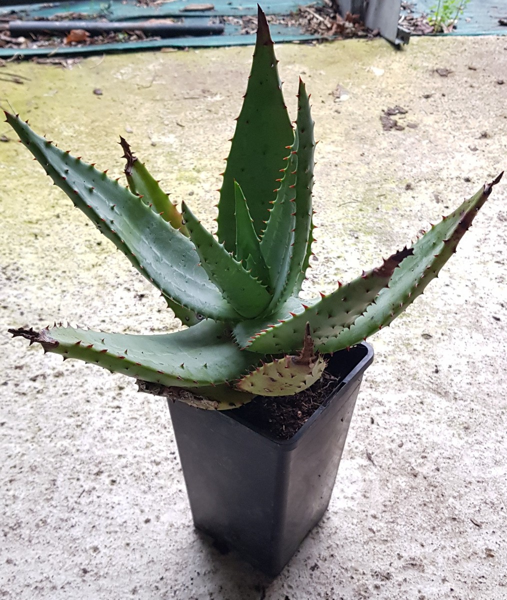 Aloe ferox plante succulente résistante à la sécheresse en pot de 2L