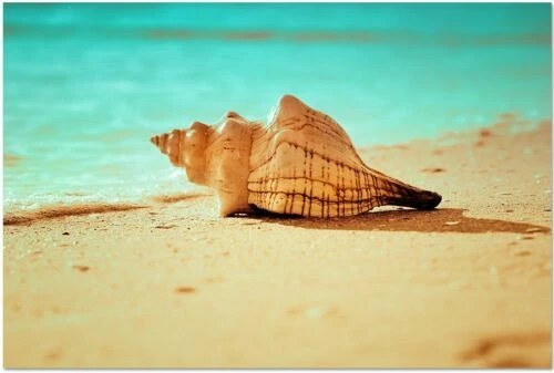 Seashells Framed Decorative Posters & Prints