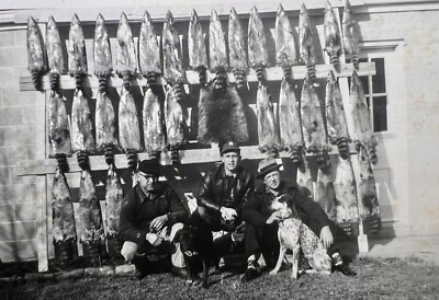ORIGINAL 1954 PHOTO MEN WITH HUNTING DOGS 35 RACCOONS PELTS HANGING 5 X 3.5 