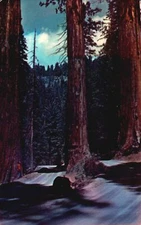 Vintage Postcard 1952 Two Roads Gateway Generals Highway Sequoia Nat'l. Park CA