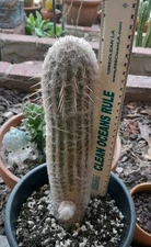 Espostoa Guentheri Cactus 8"Hx 3"W With Pup! Ships Bare Root, White Wool